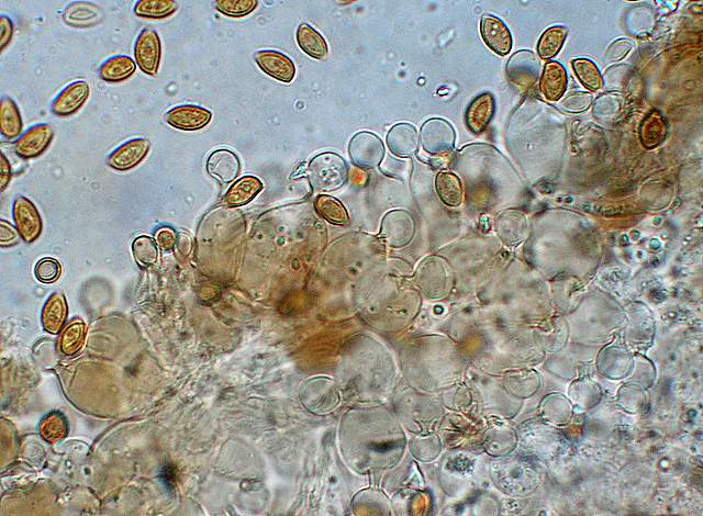 Conocybe horakii      Watling & G.M. Taylor
